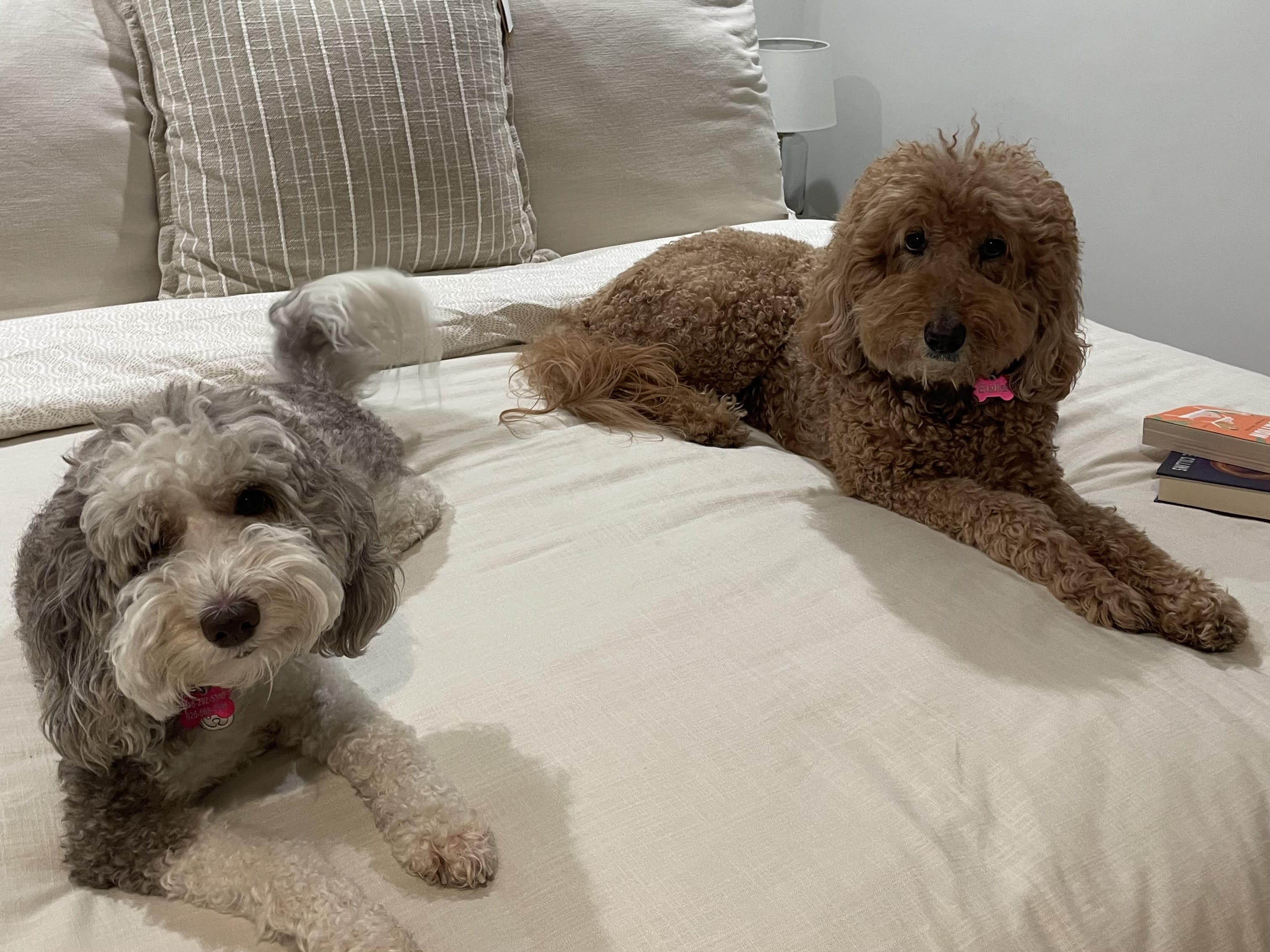 Dogs cared for by Sit Happens